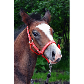 Kantar START ILoveMyMini na źrebię