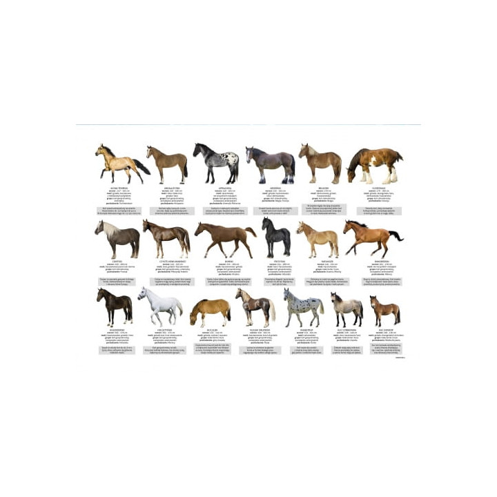 Podkładka na biurko DERFORM Rasy koni