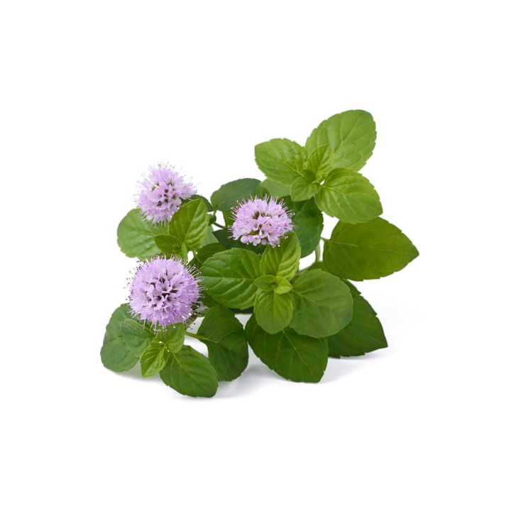 Melisa EQUIHERBS ziele 500g