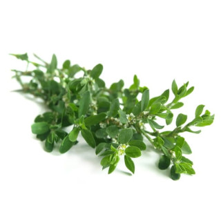 Rdest ptasi EQUIHERBS ziele 500g