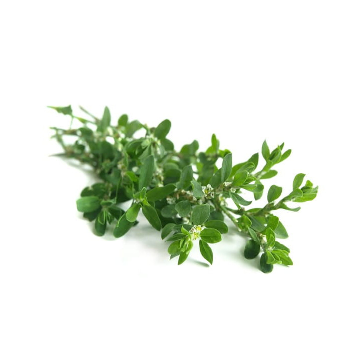 Rdest ptasi EQUIHERBS ziele 500g