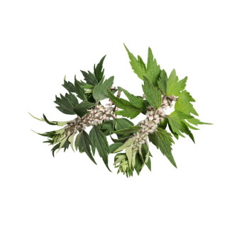 Serdecznik pospolity EQUIHERBS ziele 500g