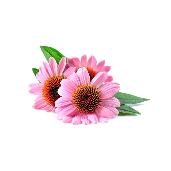 Echinacea EQUIHERBS EKO-torba 1000g