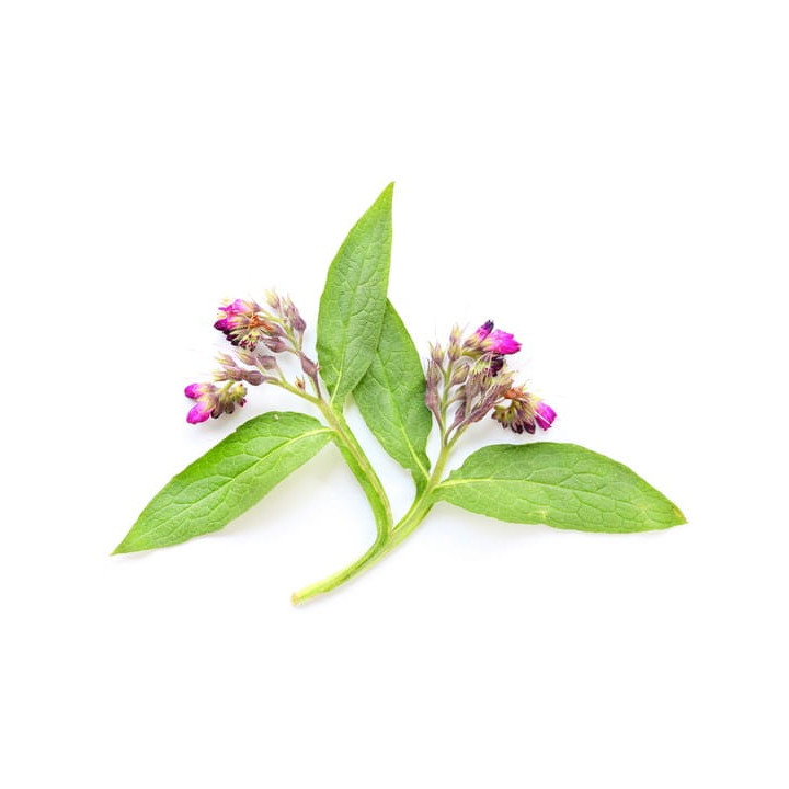 Żywokost lekarski EQUIHERBS korzeń 500g