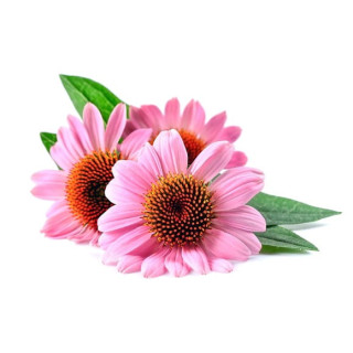 Echinacea EQUIHERBS EKO-torba 2500g