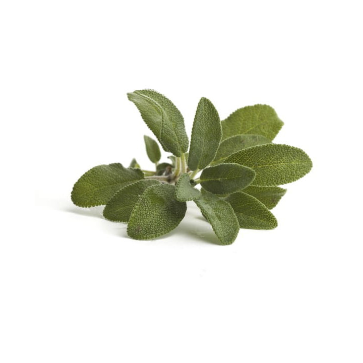 Szałwia EQUIHERBS ziele 500g