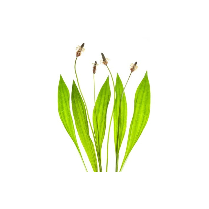 Babka lancetowata EQUIHERBS 1000g