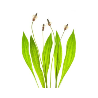 Babka lancetowata EQUIHERBS EKO-torba 1000g