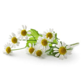 Rumianek EQUIHERBS kwiat EKO-torba 1000g