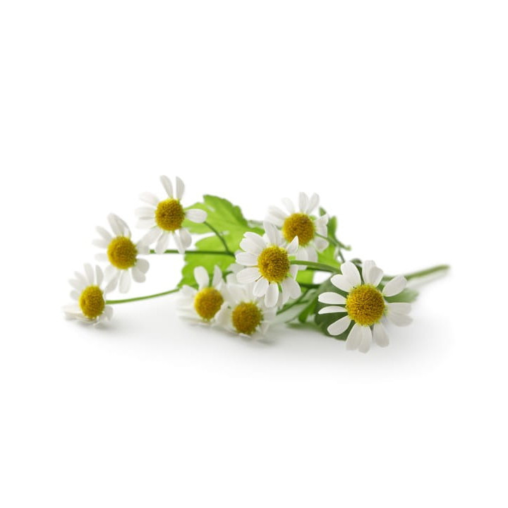 Rumianek EQUIHERBS kwiat EKO-torba 1000g