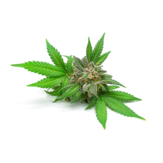 Olej konopny EQUIHERBS 1l