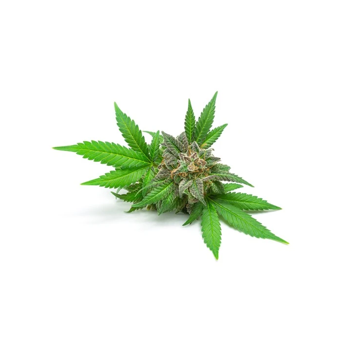 Olej konopny EQUIHERBS 1l