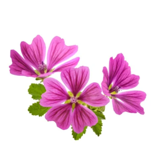 Ślaz dziki kwiat EQUIHERBS 500g