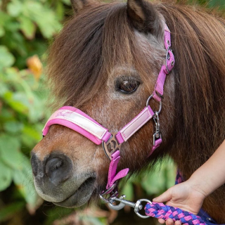 Kantar z uwiązem HH DivaViolet 25SS