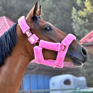 Kantar START Teddy RoseGold