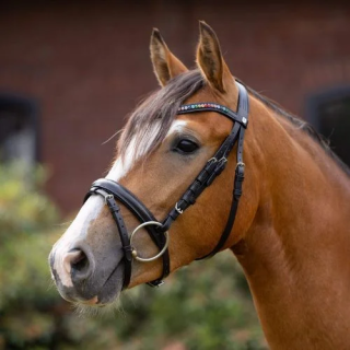 Ogłowie HORZE RainbowDash