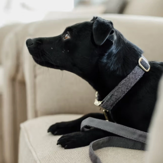 Obroża dla psa KENTUCKY Wool