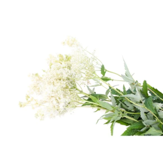 Wiązówka błotna EQUIHERBS 1000g