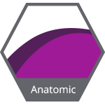 4. Anatomic
