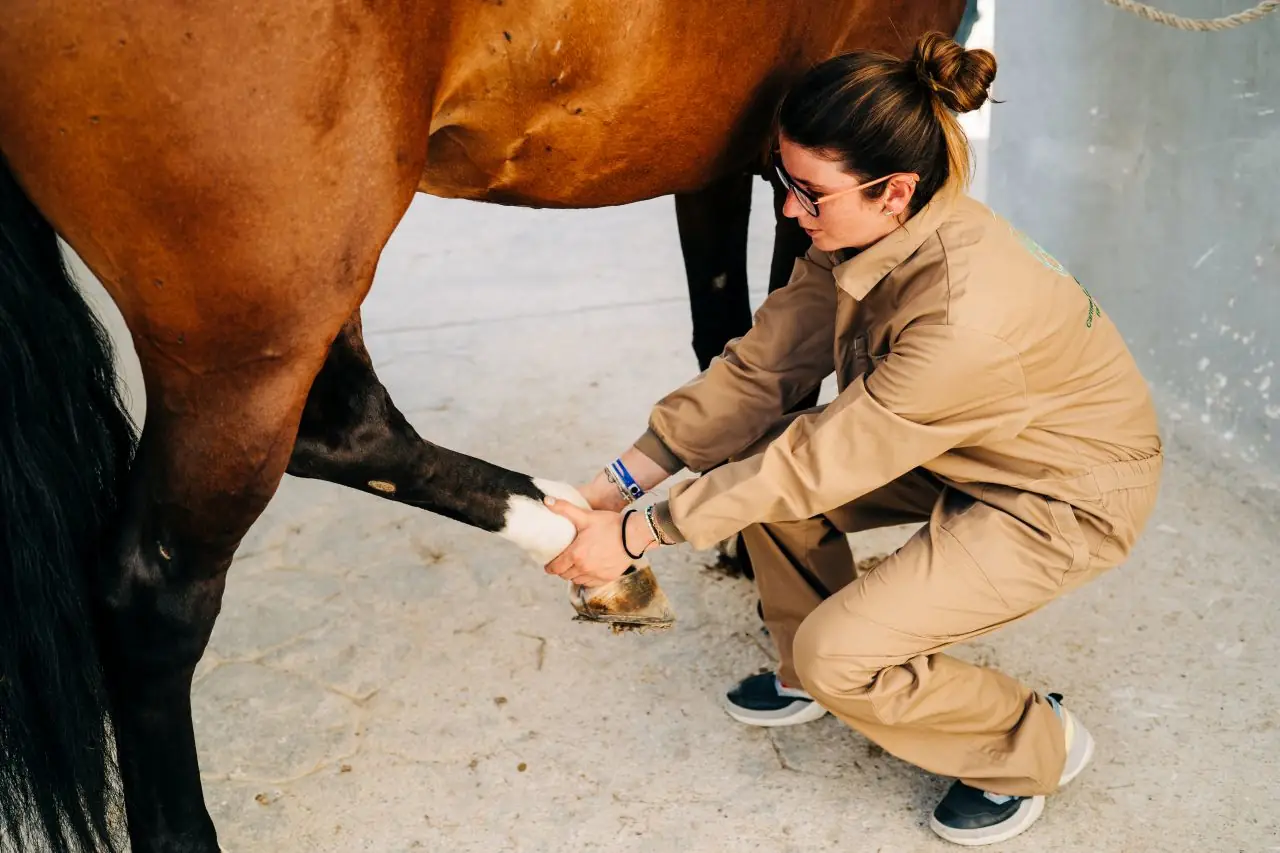 Fizjoterapia koni – czym jest i czy Twój koń jej potrzebuje?
