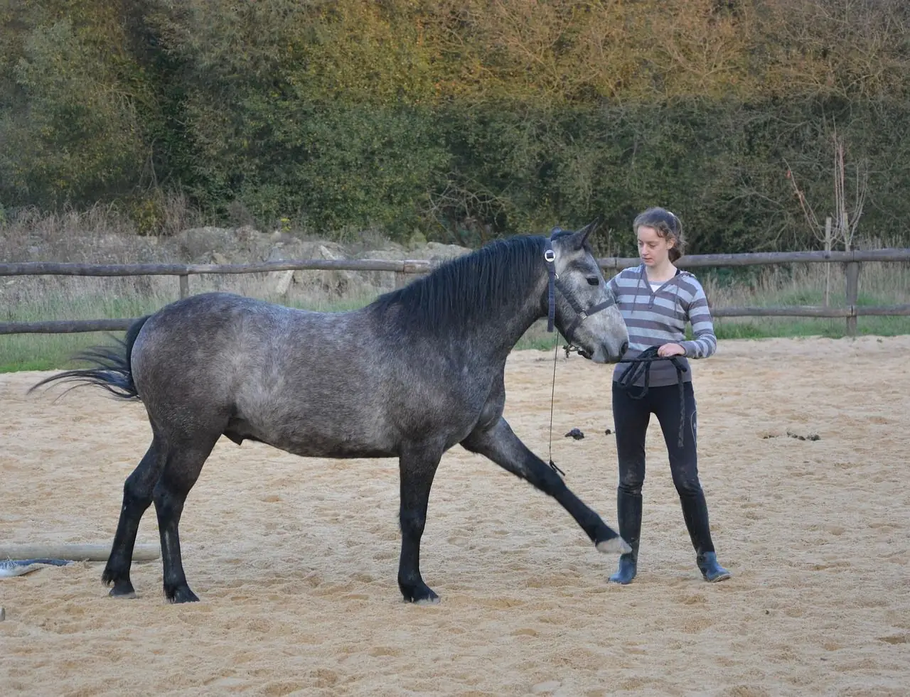 Jak ustawić drągi na stęp, kłus i galop?
