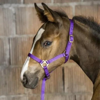 Kantar EKKIA headcollar + lead rope