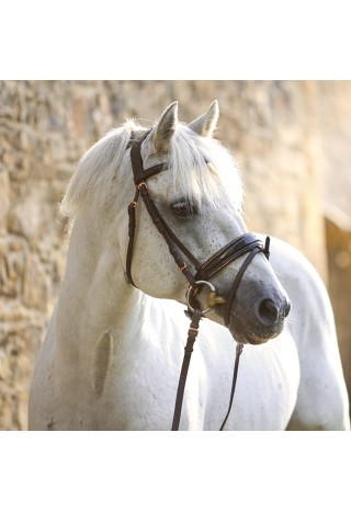 Bridle Orion.jpg