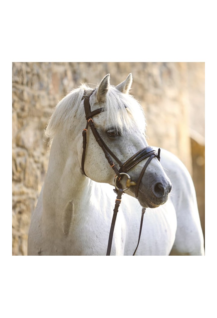 Bridle Orion.jpg