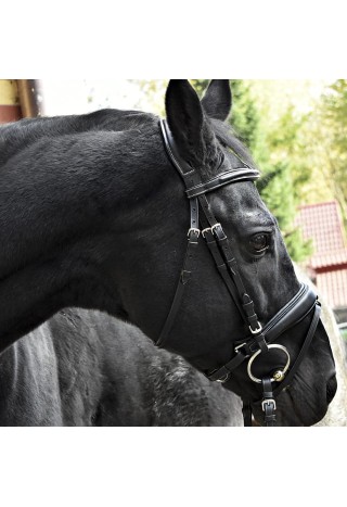 Bridle Giant.jpg