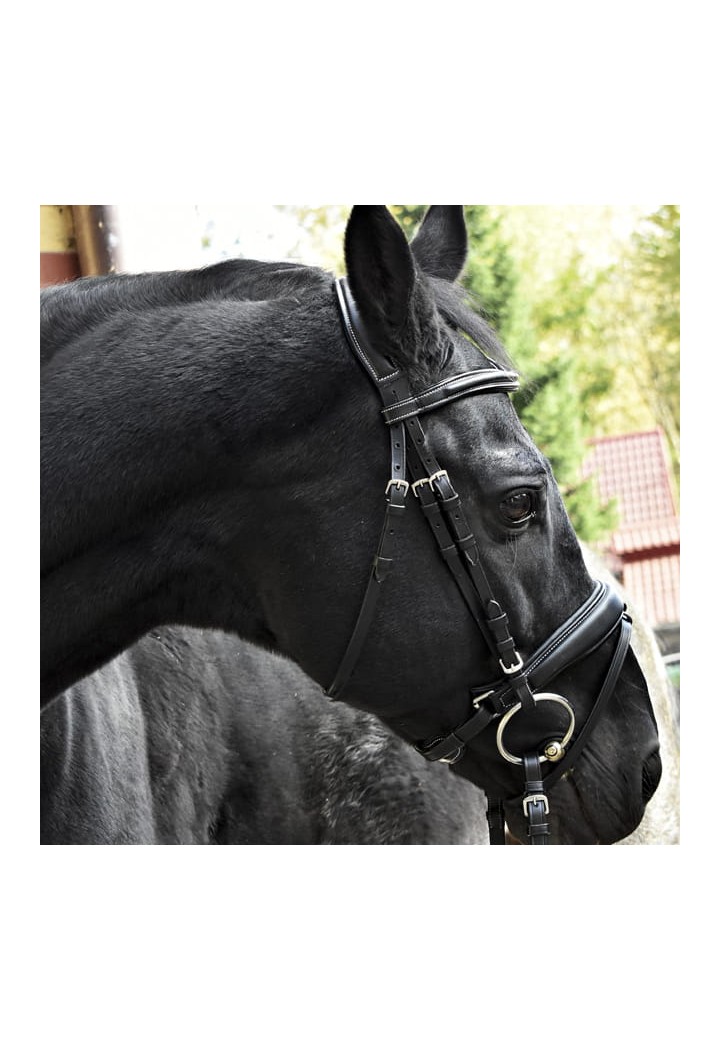 Bridle Giant.jpg