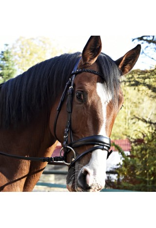Bridle Giant.jpg