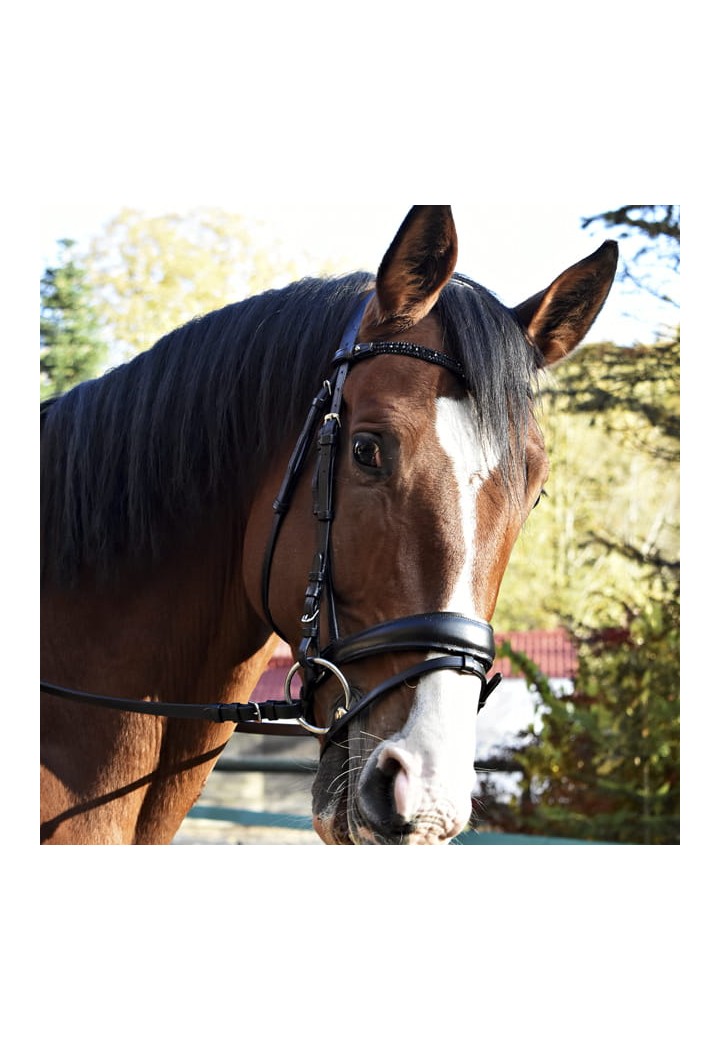 Bridle Giant.jpg